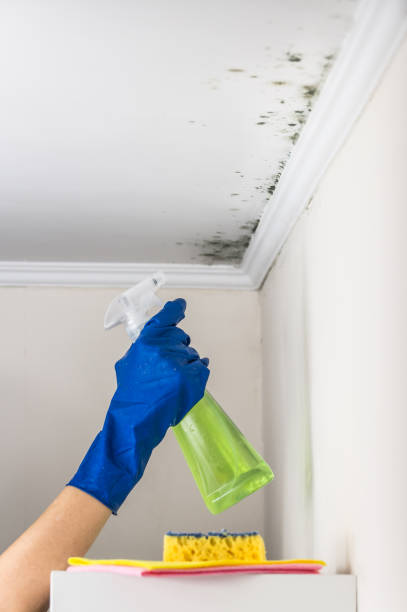 Best Mold Removal Process  in Lake Ronkonkoma, NY