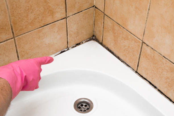 Mold Removal Process in Lake Ronkonkoma, NY