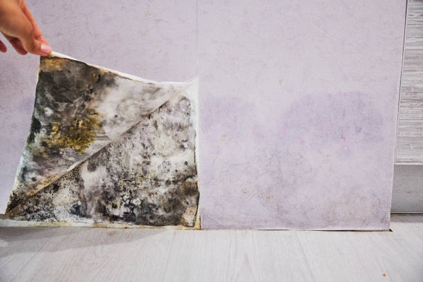 Best Black Mold Removal  in Lake Ronkonkoma, NY